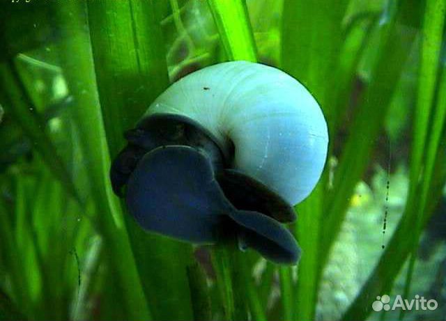 Меченосцы, гурами, боции, креветки блю дрим