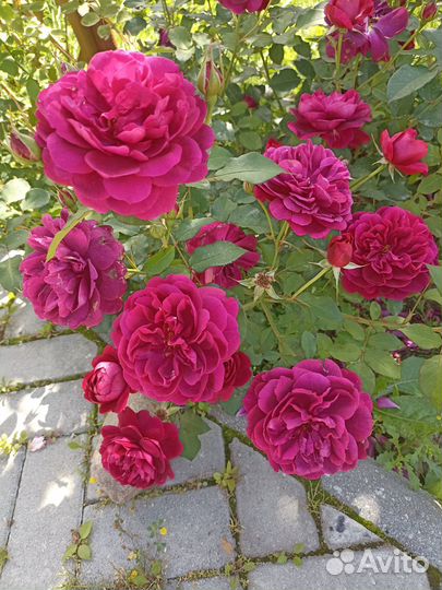 Роза фишерман Фред