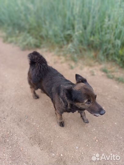 Пристраиваем собачку,дворняга
