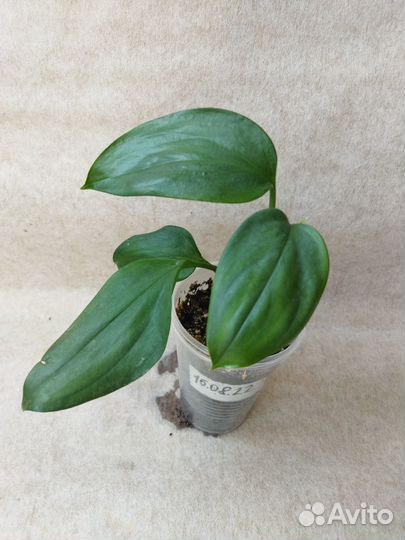 Эпипремнумы, сциндапсусы