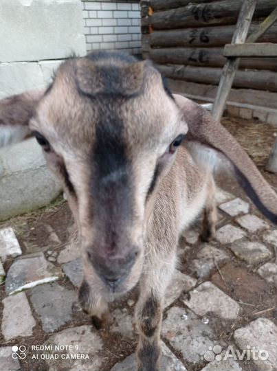 Продам козлёнка