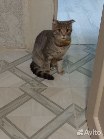 Кошка