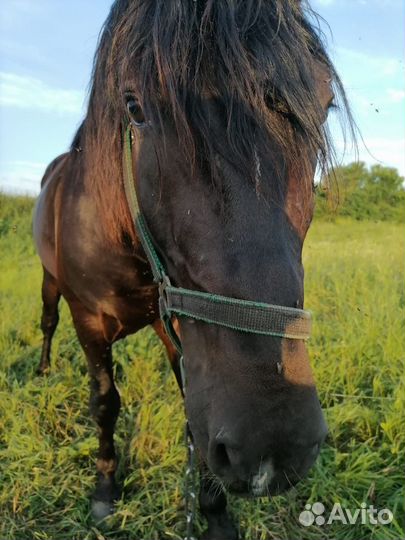 Лошадь (жеребец)