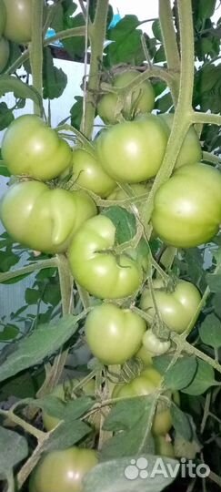 Почвосмесь, грунт, перегной крс в мешках 50л