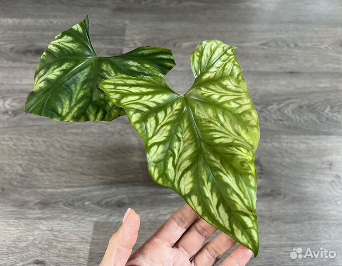 Бегонии природные