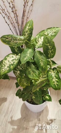 Диффенбахия и фикус