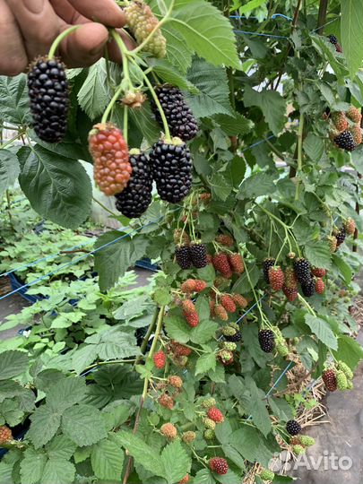 Саженцы ежевики фридом