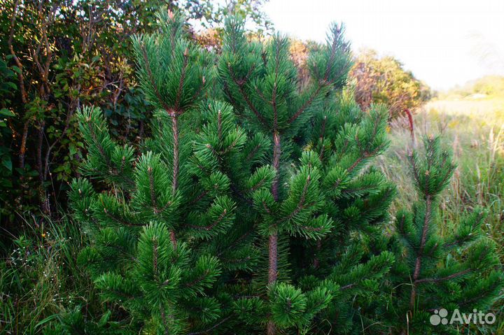 Сосна горная