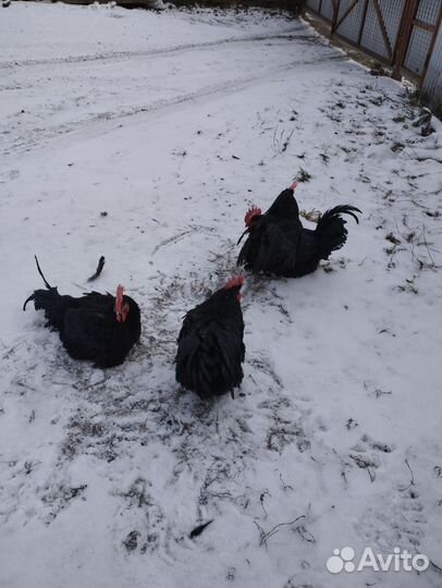 Огромные Чёрные Петухи в Большом Кол
