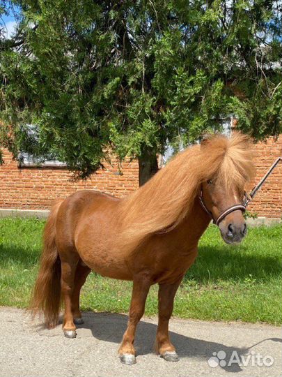 Жеребец пони