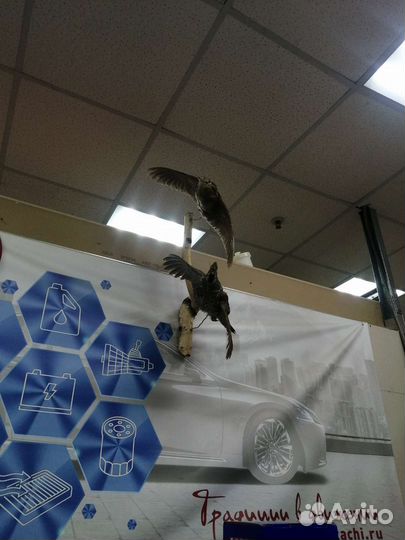 Чучело птицы