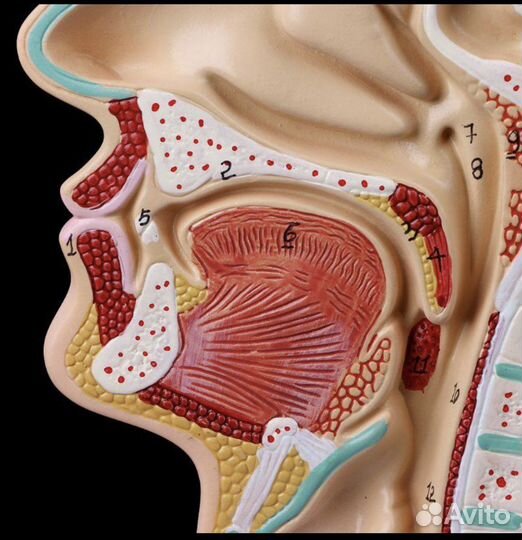Анатомическая модель, строение носоглодки