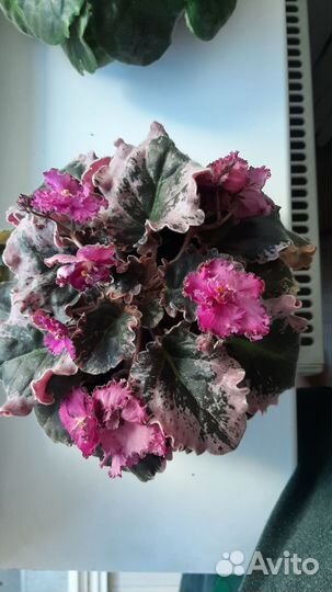 Фиалка в горшках