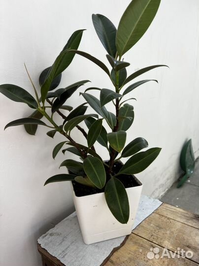 Кротон фикус мокламе фикус робуста аглаонема