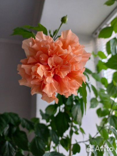 Гибискус китайская роза