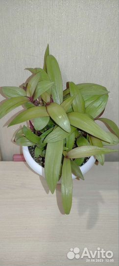 Сциндапсус марбл квин, хойя, филодендро