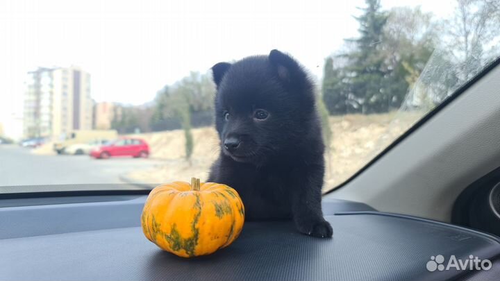 Щенки шипперке