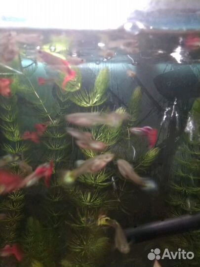 Рыбаки Гуппи, меченосец, гурами