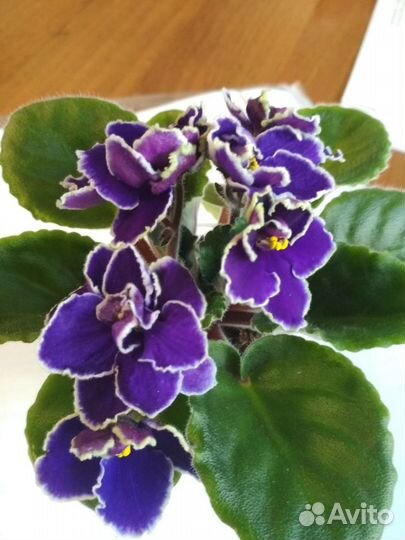 Фиалка Прекрасная креолка