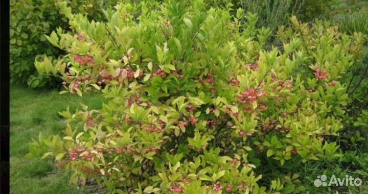 Саженцы бересклет 