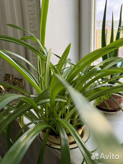 Гипераструм