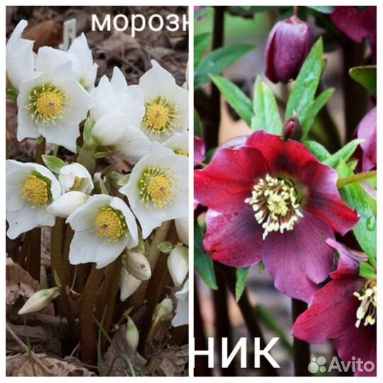 Морозники, гортензии метельчатые