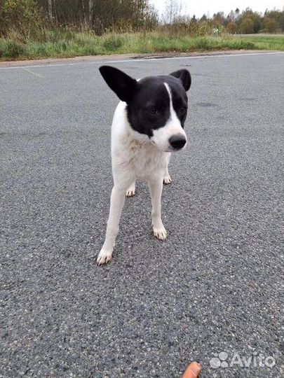 Собака в добрые руки