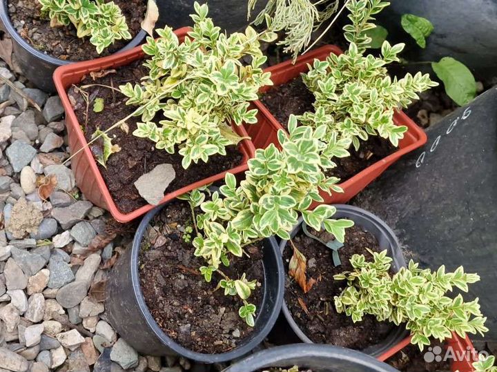 Самшит пестролистный вариегатный