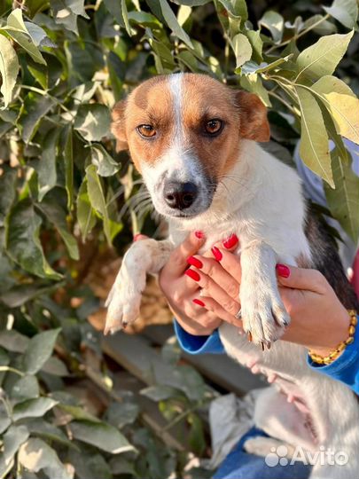 Отдам в добрые руки