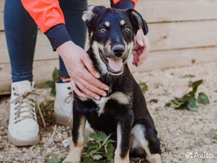 Щенок в добрые руки