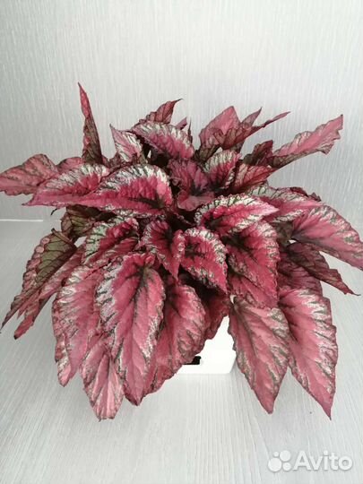 Бегония королевская