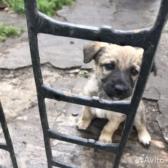 Щенок