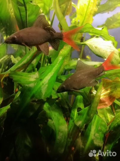 Лабео биколор