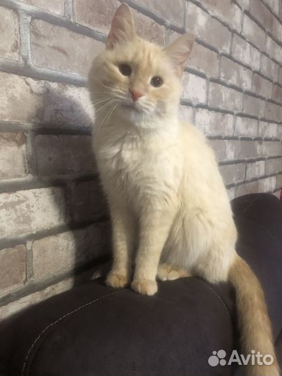 Котик в добрые руки