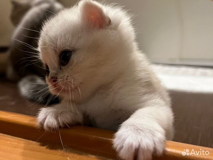 Шотландские котята