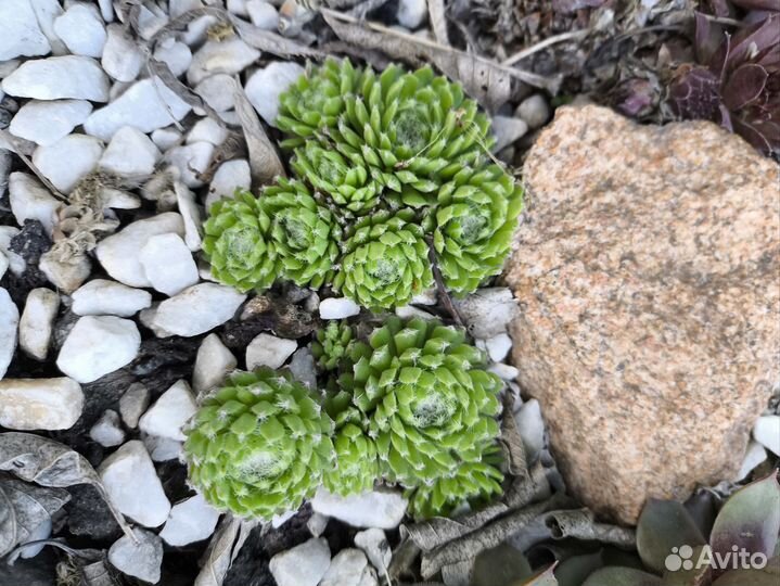 Набор из 10 разных видов Каменных роз или молодило