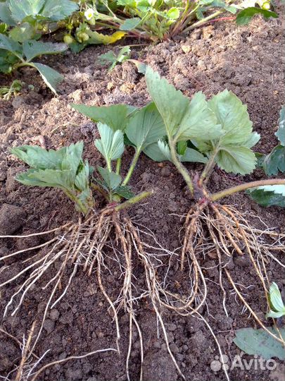 Клубника ремонтантная