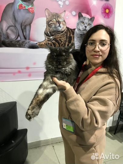 Котёнок Мейн-кун