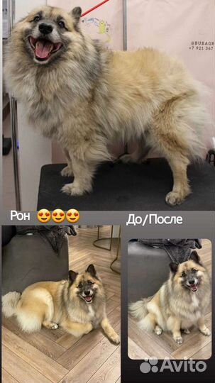 Стрижка кошек и собак. Зоосалон. Груминг