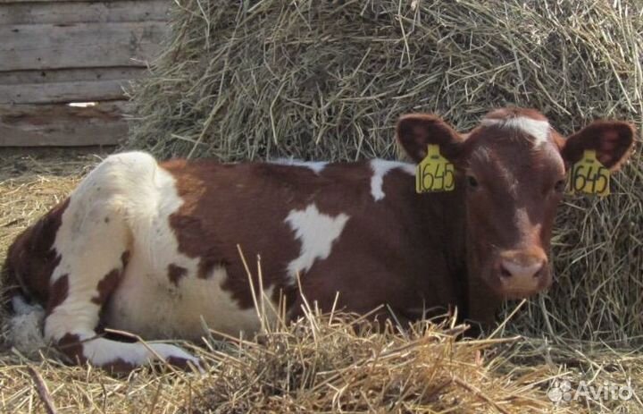 Телята бычки