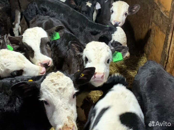 Бычки телята новый завоз
