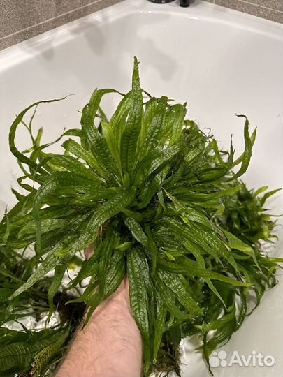 Папоротник тайландский