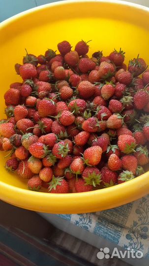 Рассада клубники