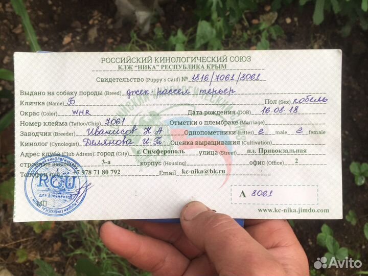 Щенки джек Рассел терьер