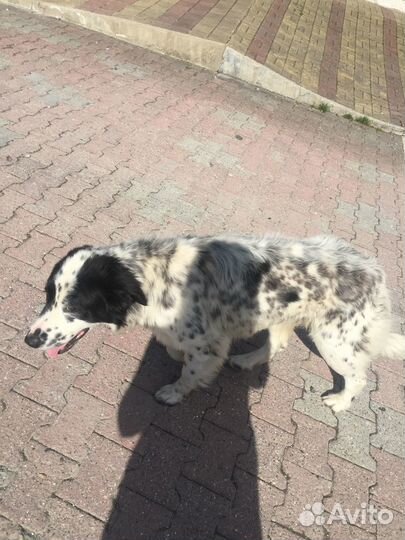 Собака мальчик 8 мес помесь обработан