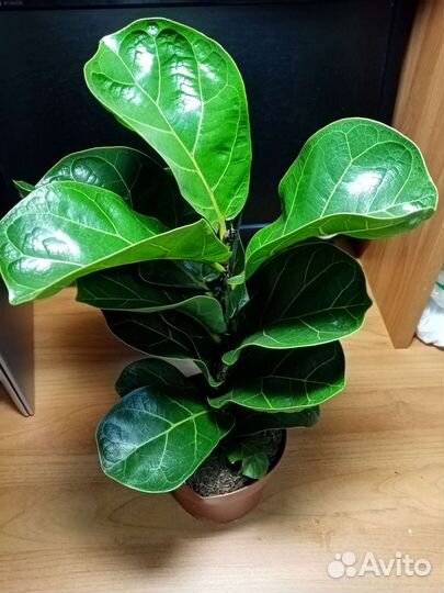 Фикус лирата бамбино