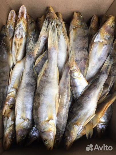 Рыба тарань опт