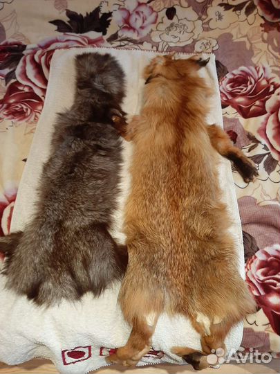 Выделанные шкурки