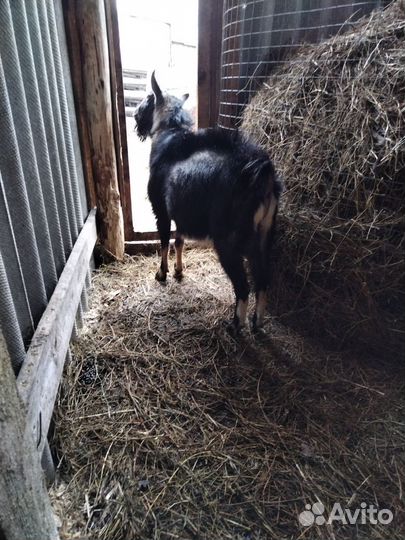 Козел для вязки, дойные козы, продажа козликов