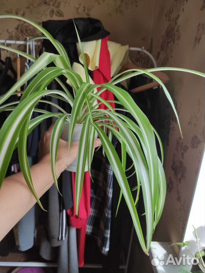 Хлорофилум, эпифит